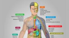 Corps humain - types de cancers